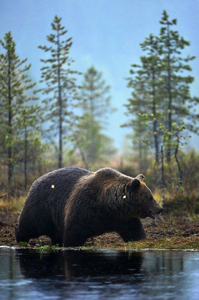 Бурый медведь на болоте, туманным, осенним утром.