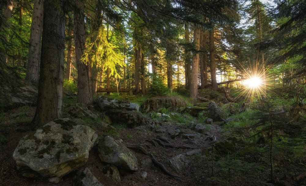 Утро в заповедном лесу.