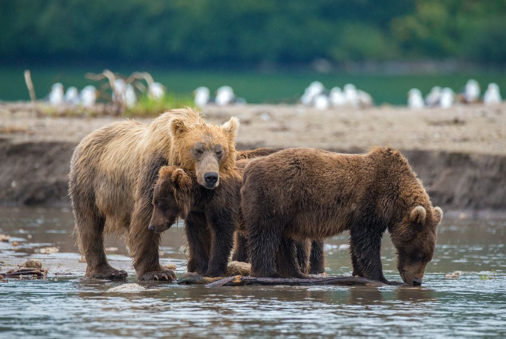Медведи Курильского озера.