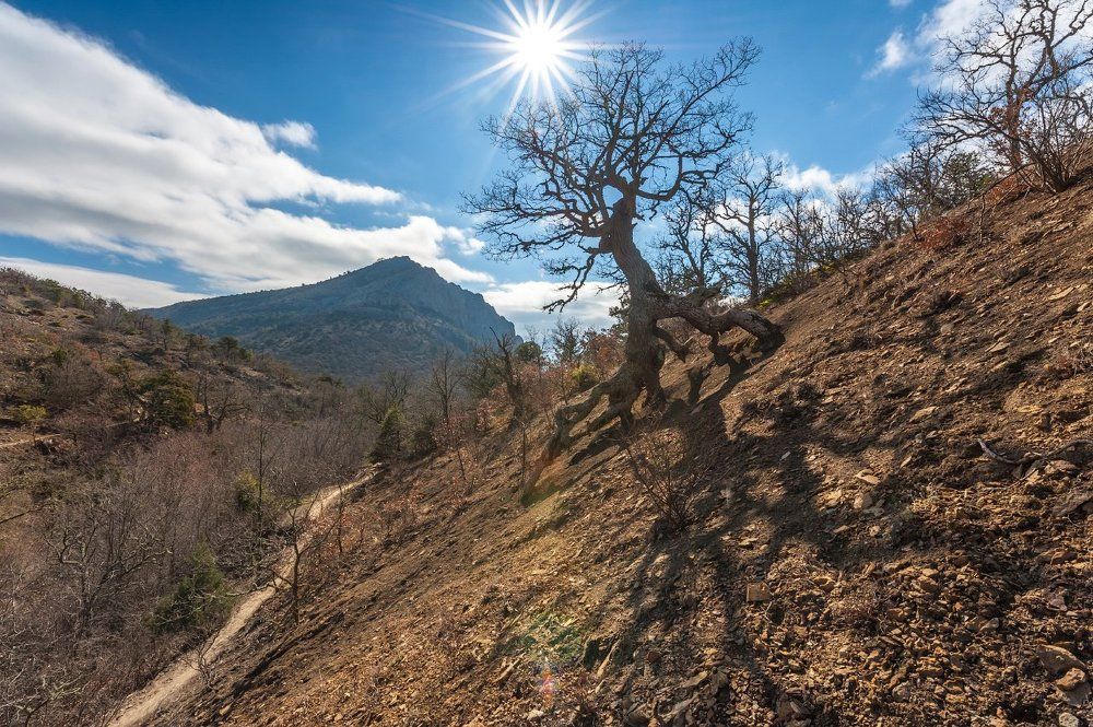 Бегущий дуб