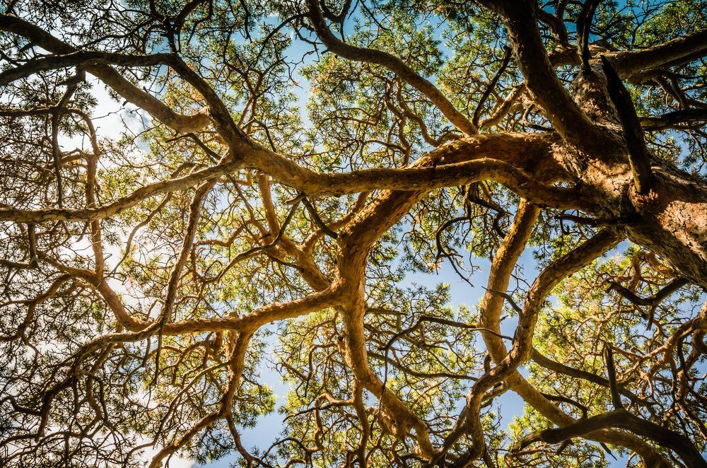 Под кроной огромного дерева