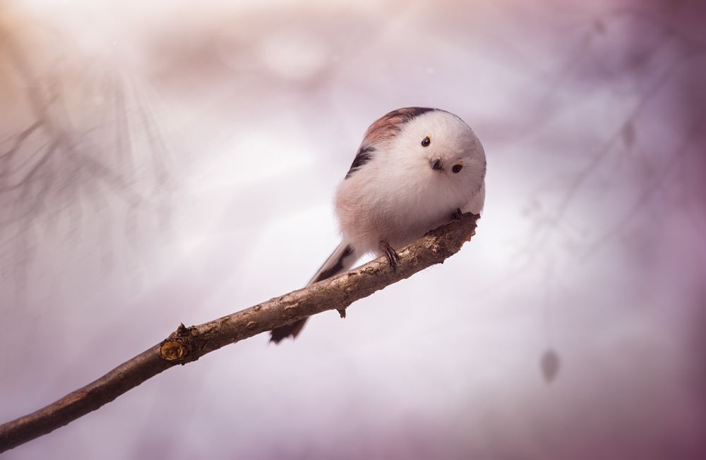 Давай знакомиться