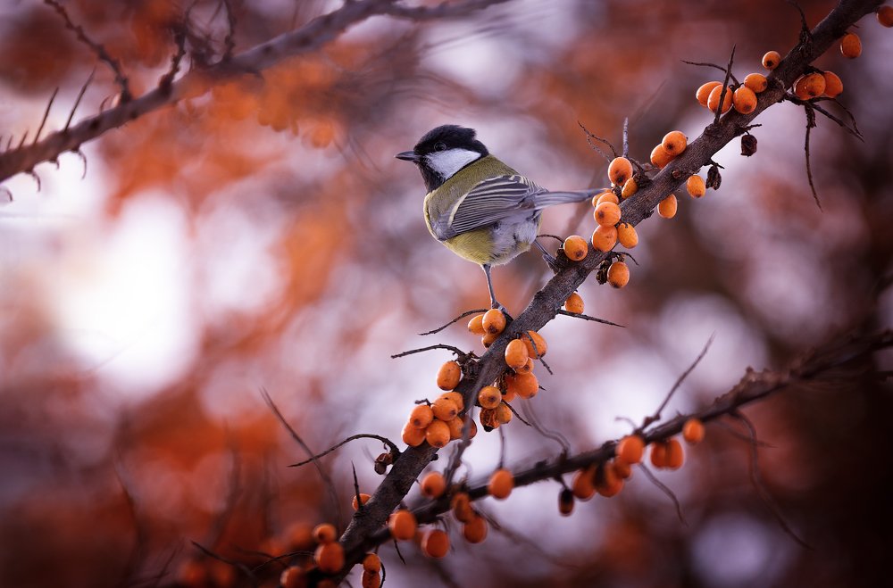 Главная, на районе