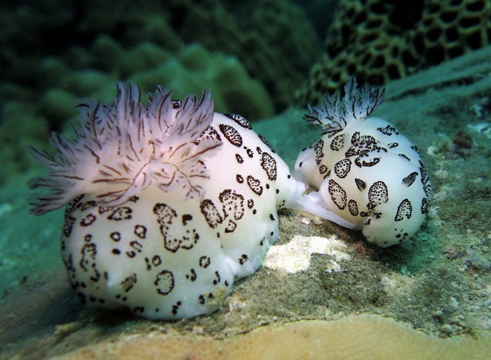 Для продолжения рода нужно именно это...