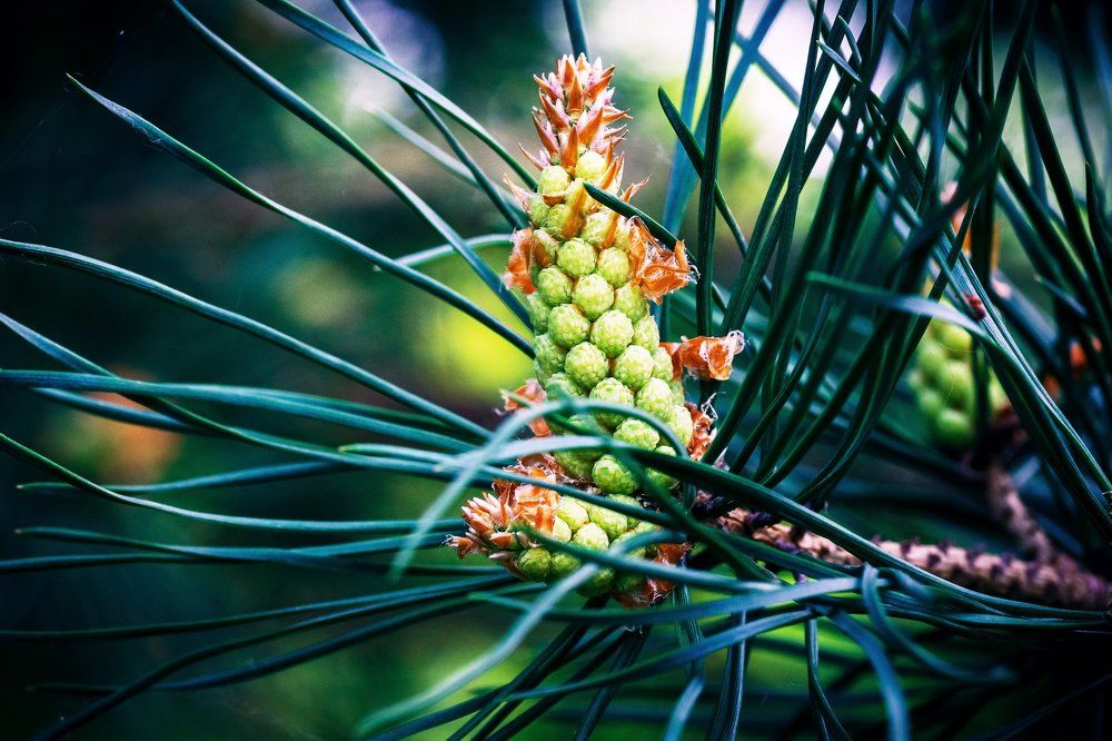 Хвойный цветок