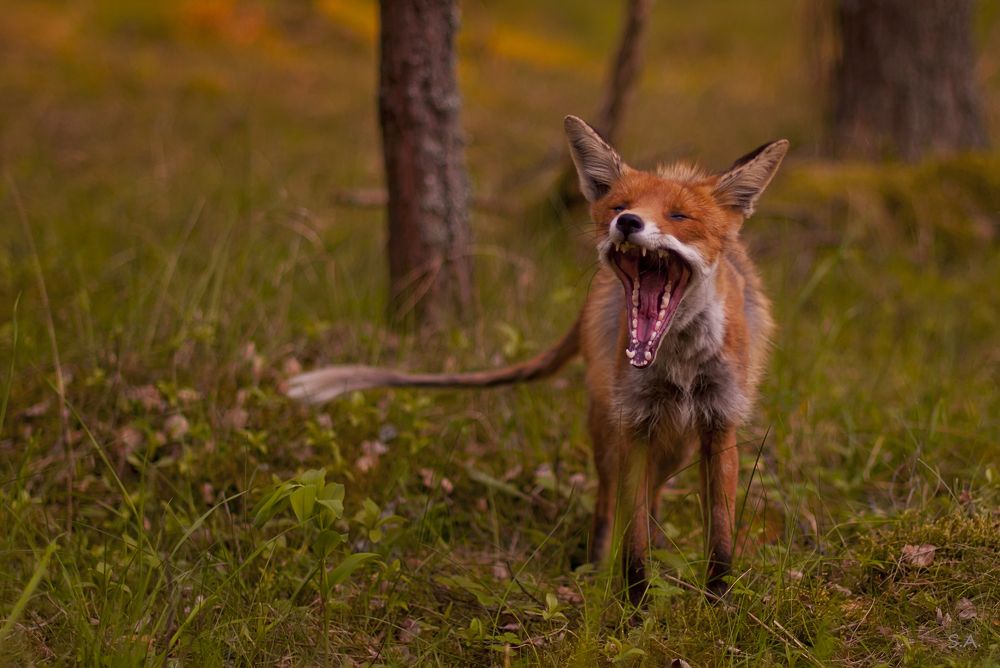 Зевающий лисёнок