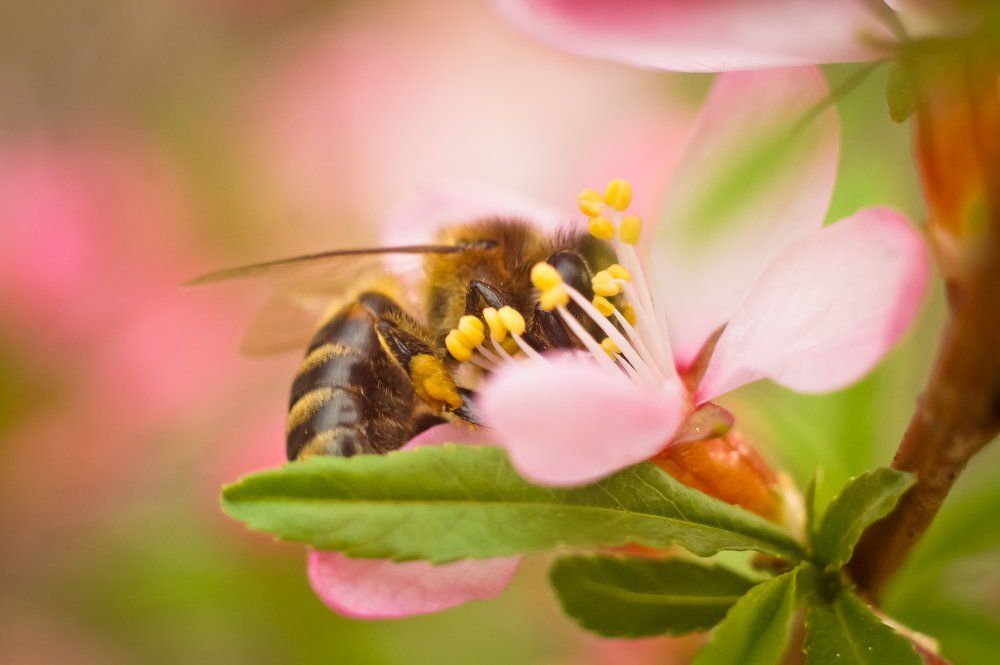 Пчела и миндаль