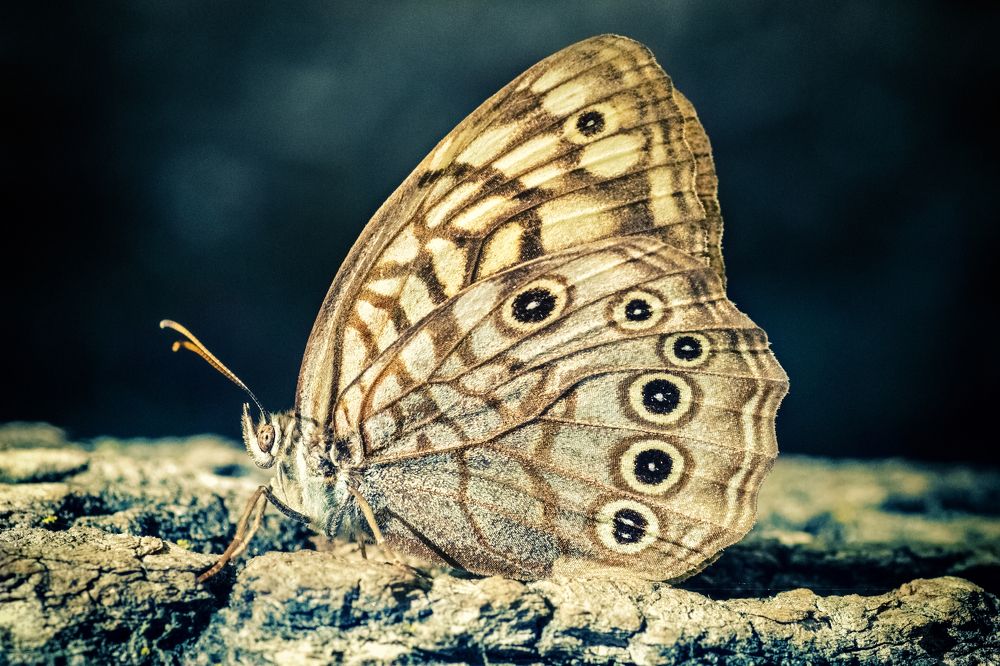 Словно парусник