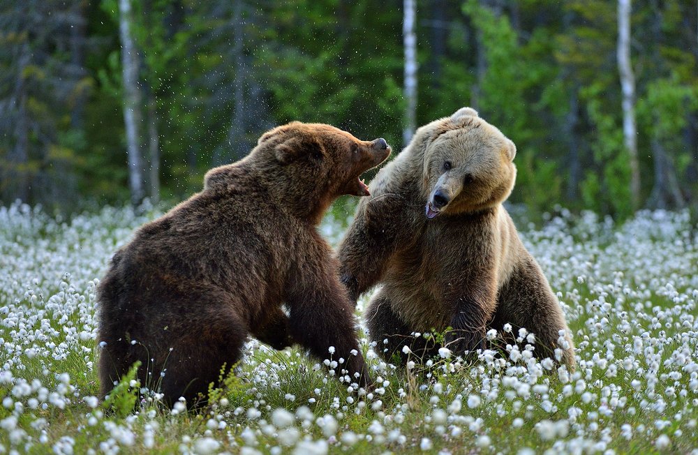 Медвежьи разборки.