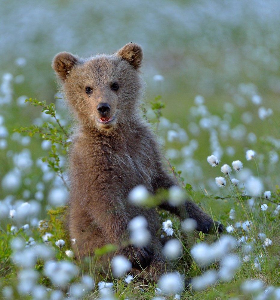 Портрет медвежонка в пушице