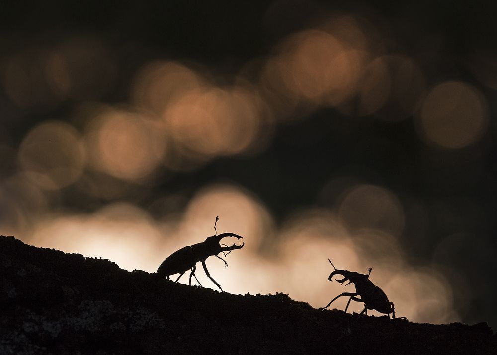 Противостояние