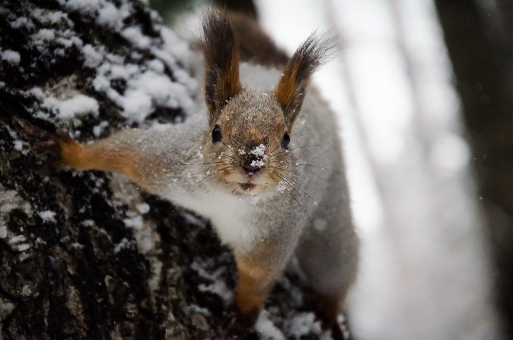 Белка в снегопад