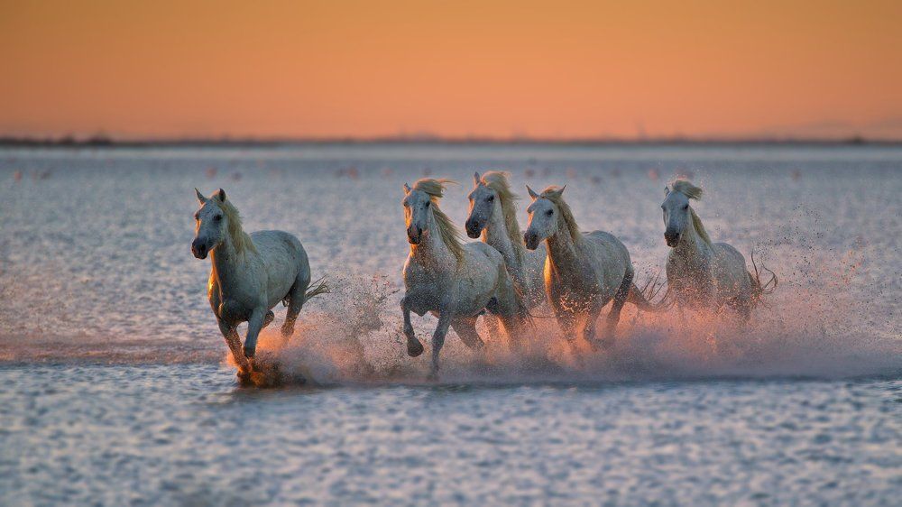 Водный моцион