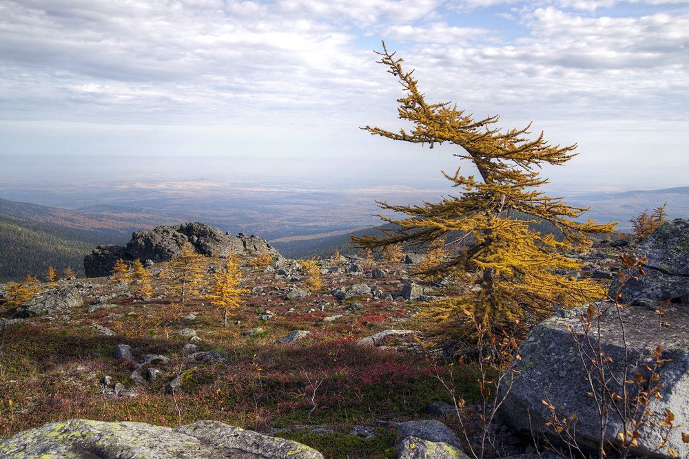 Породнившись с ветром