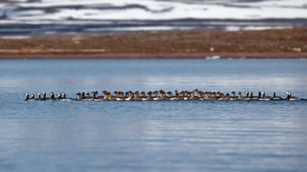 Под конвоем