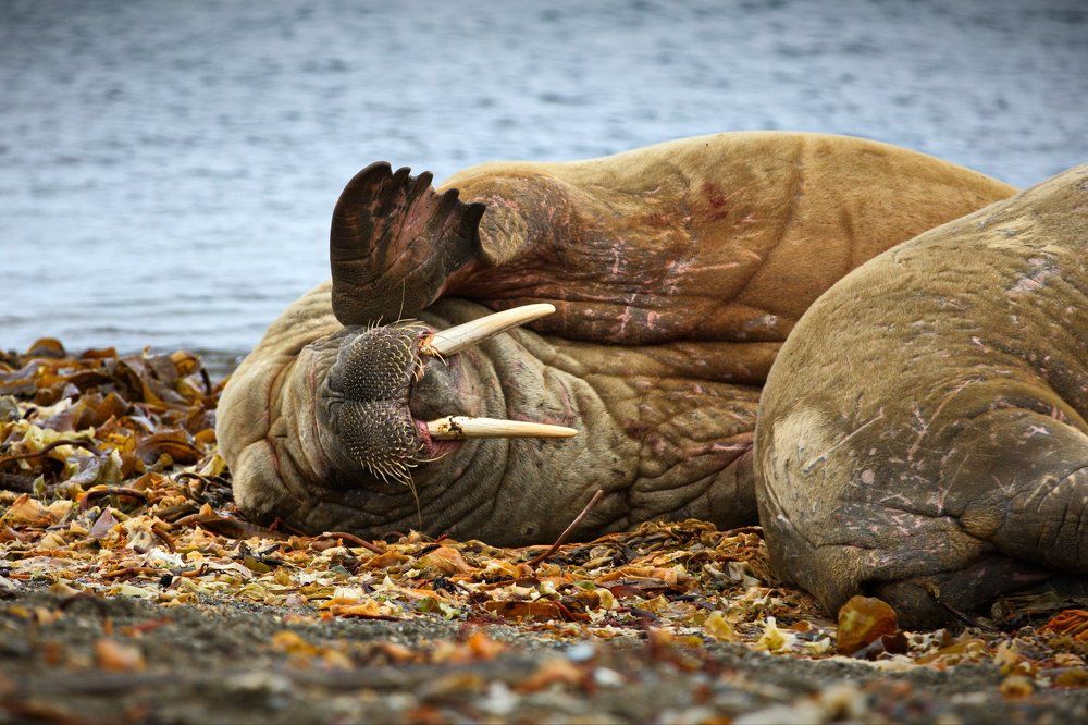 Повторите, не слышу!