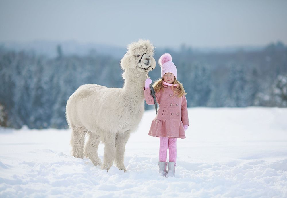 Прогулка на ферму к Альпакам.