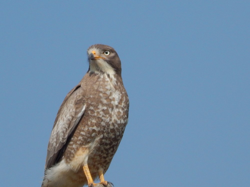 Photograph by Saurabh Swami