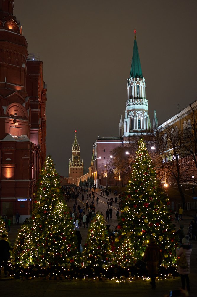 В лесу рождественских ёлок.