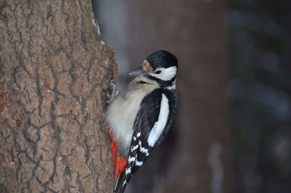 Пёстрый дятел