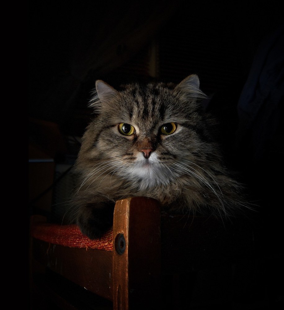 Сказка на ночь.