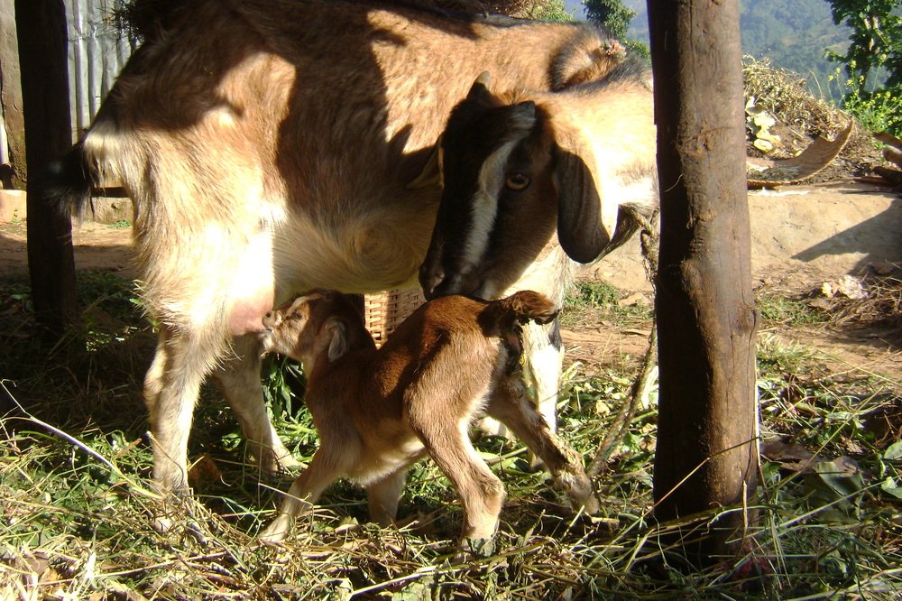 Mother's Love