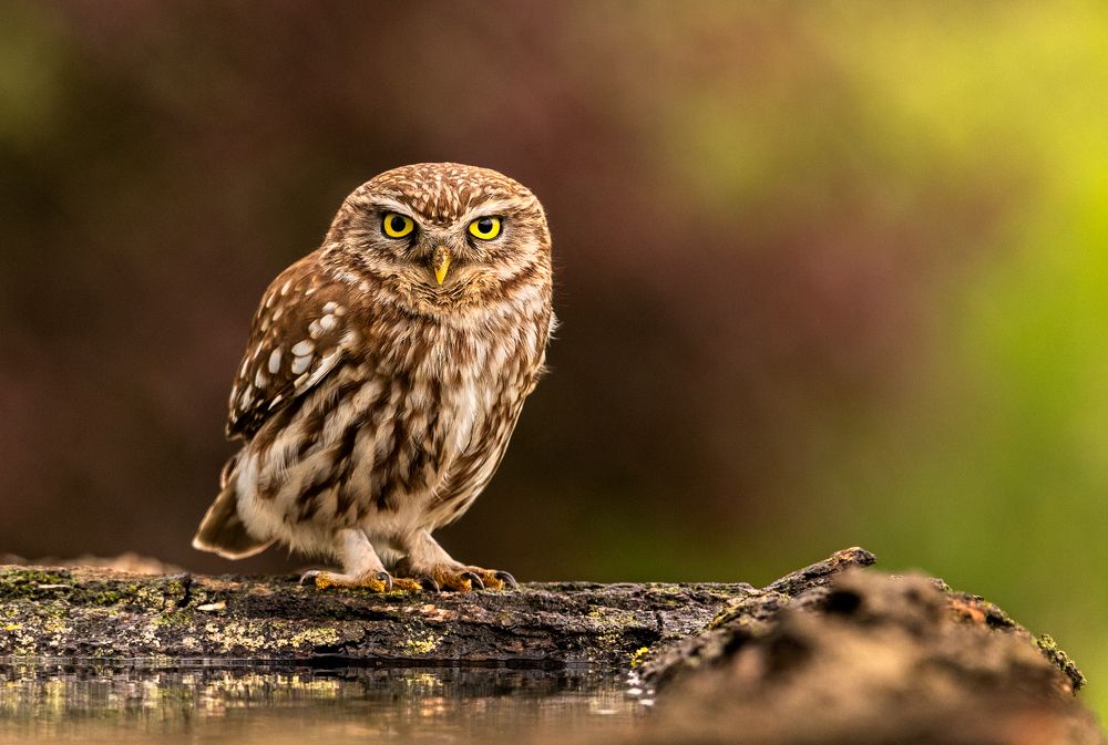 The Little Owl