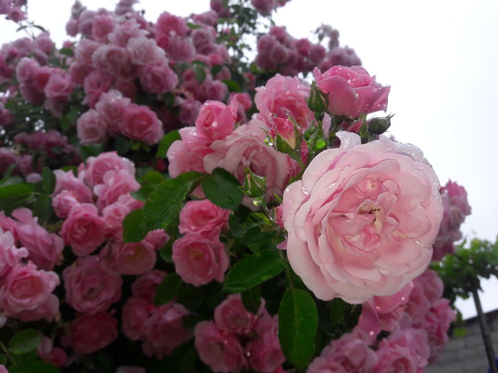 После дождя