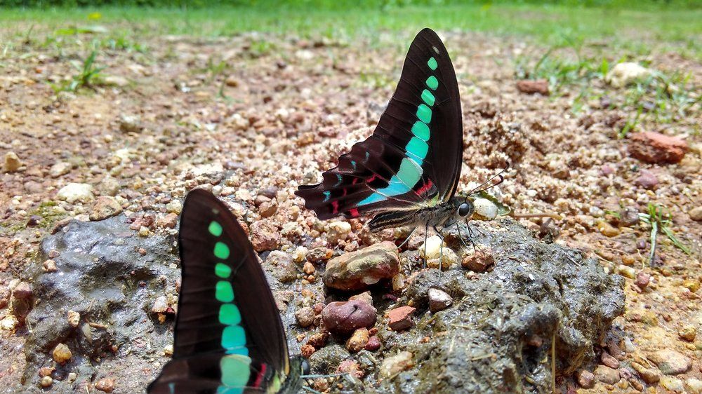 Butterfly