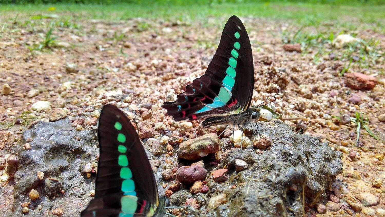 Butterfly