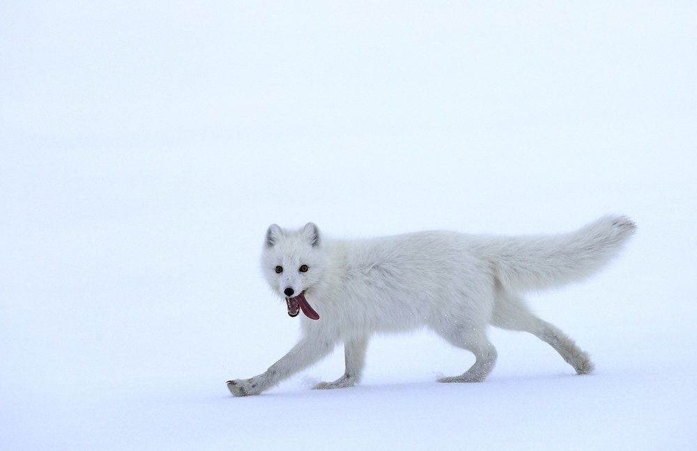 Полярный лис