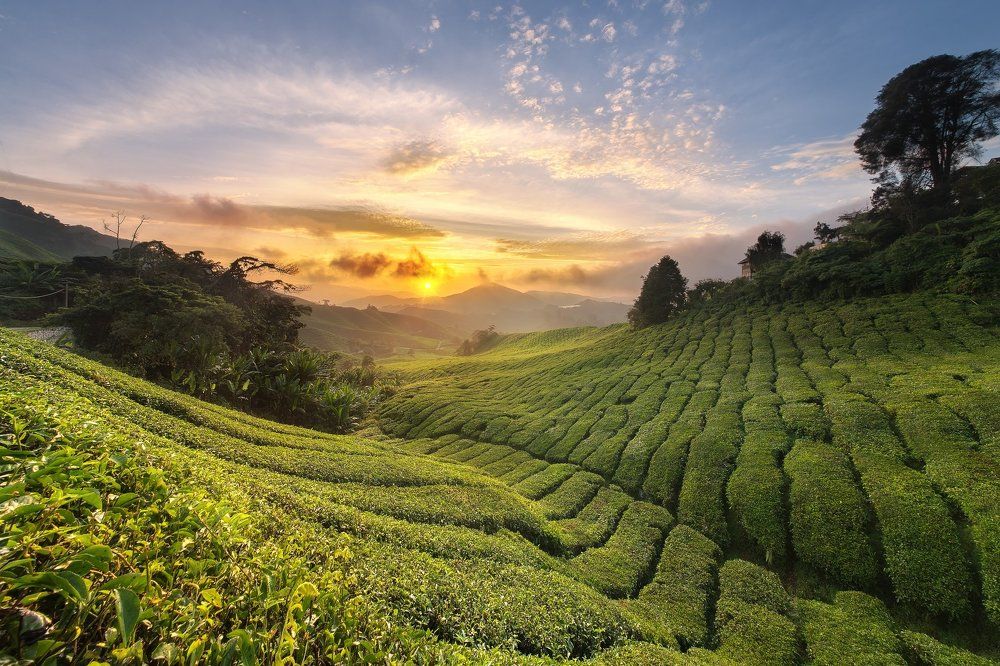 Чайные плантации в Малайзии