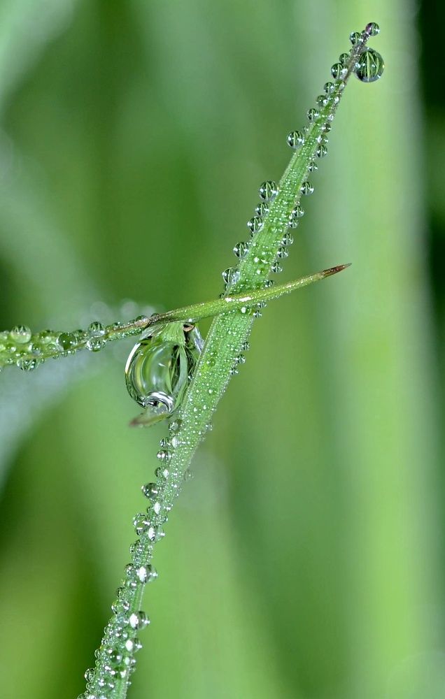 drop of water + oxygen- formula of life