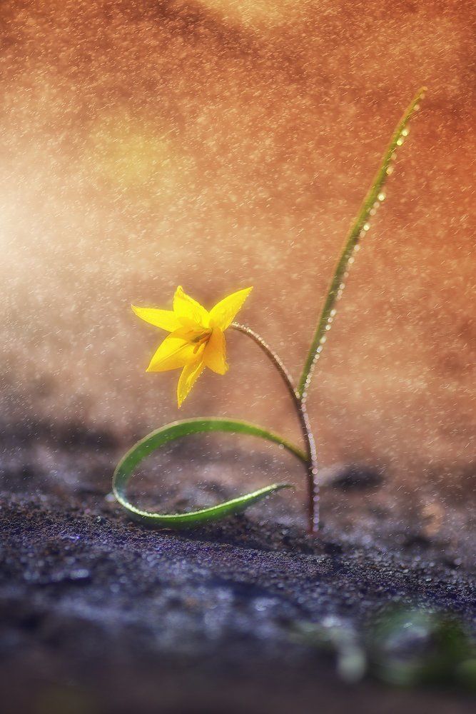 Кавалер Весны