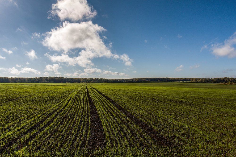 Поле озимых