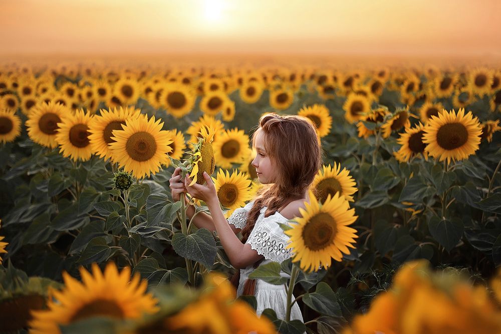 Медовые закаты лета