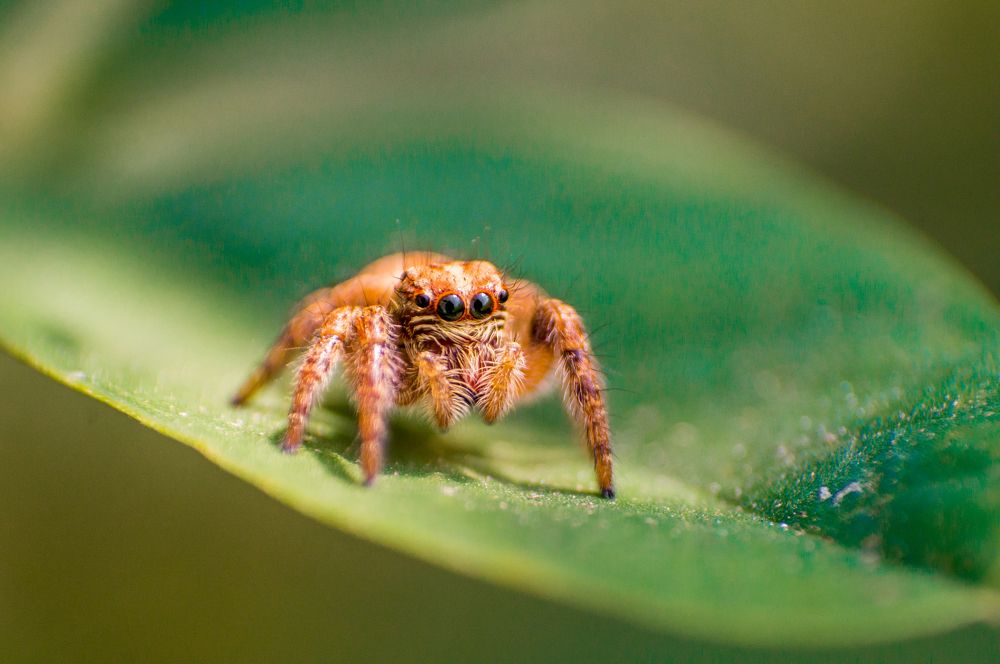 Carrhotus Viduus Macro