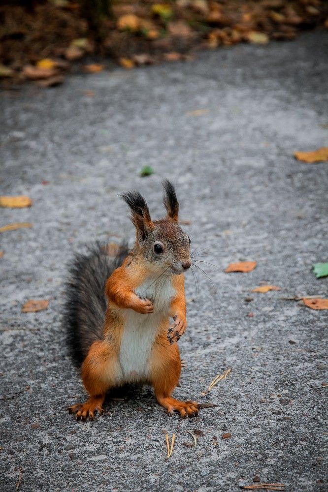 Что-то зачесалось