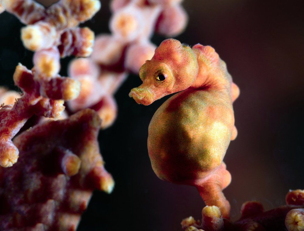 Морской конёк-пигмей