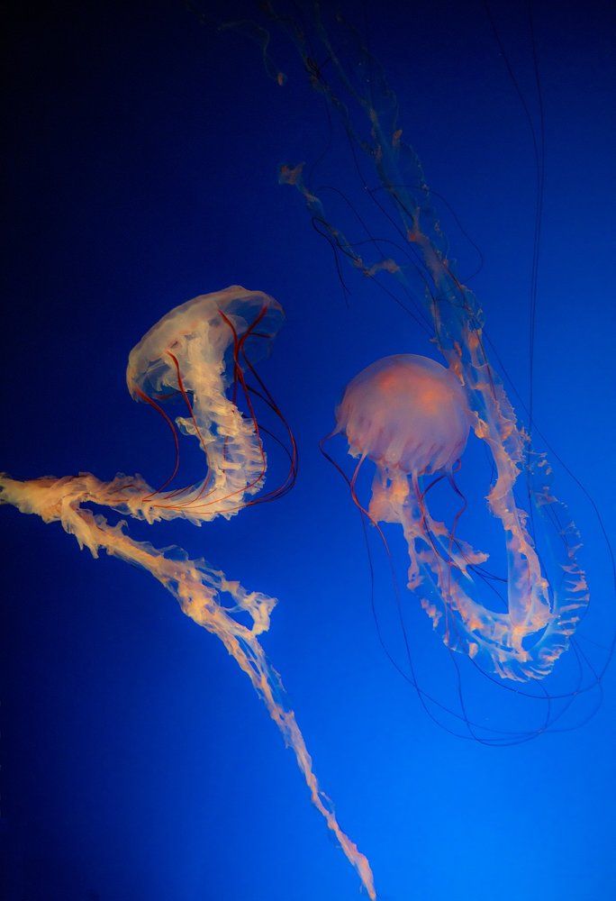 Танец медуз