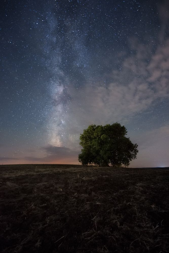 Night in the starry field