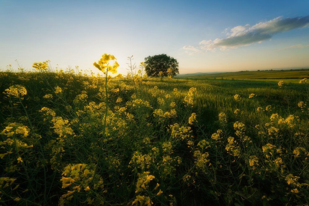 Spring in the rape field
