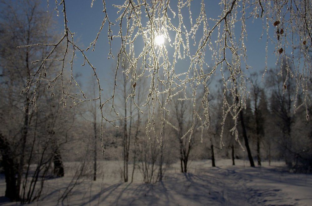 День в лесу