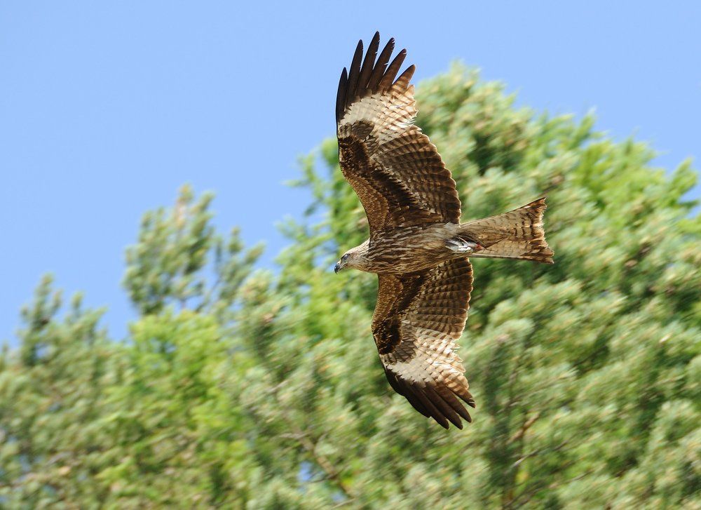 Удачная рыбалка