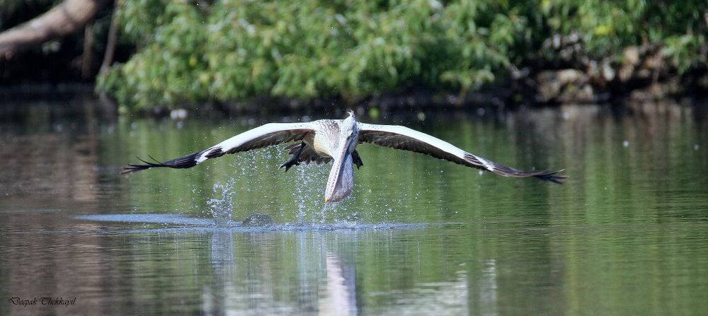 Pelican in flight