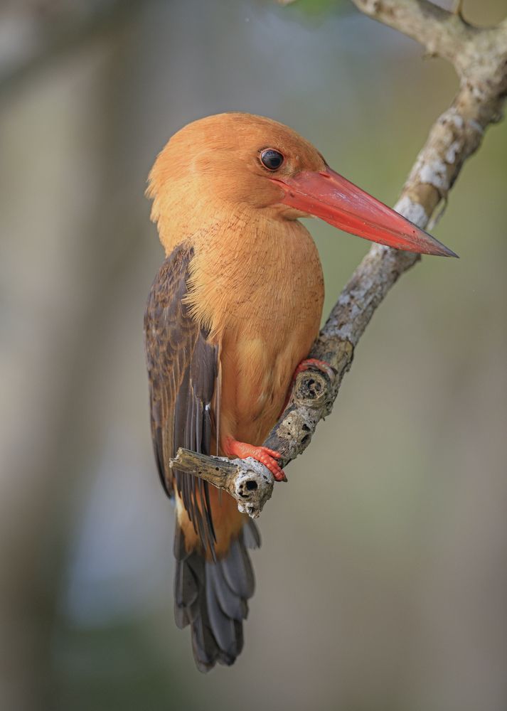 Brown-winged kingfisher