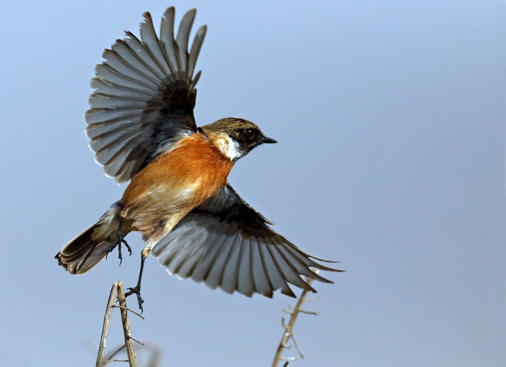 Пальцы веером…