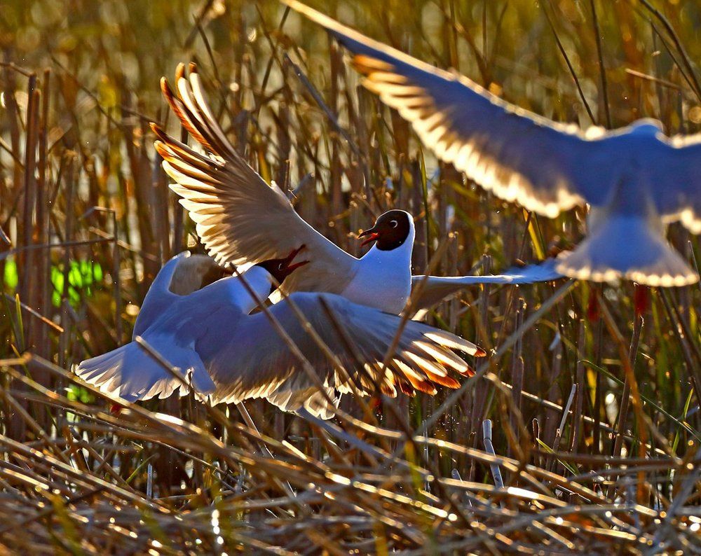 Вечерний скандал…