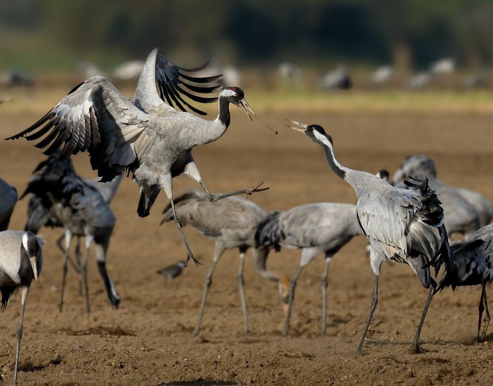 Журавлиные бои