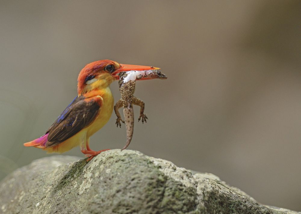 Oriental Dwarf Kingfisher